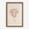 Vintage Japanese Iris No. 18 Wall Art By Miyoshi Manabu -Home Decor Sale AFLWR 18 7.5X12.25