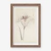 Vintage Japanese Iris No. 33 Wall Art By Miyoshi Manabu -Home Decor Sale AFLWR 33 7.5X12.25