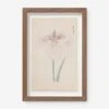 Vintage Japanese Iris No. 34 Wall Art By Miyoshi Manabu -Home Decor Sale AFLWR 34 7.5X12 UPDATED