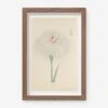 Vintage Japanese Iris No. 35 Wall Art By Miyoshi Manabu -Home Decor Sale AFLWR 35 7.5X12.25