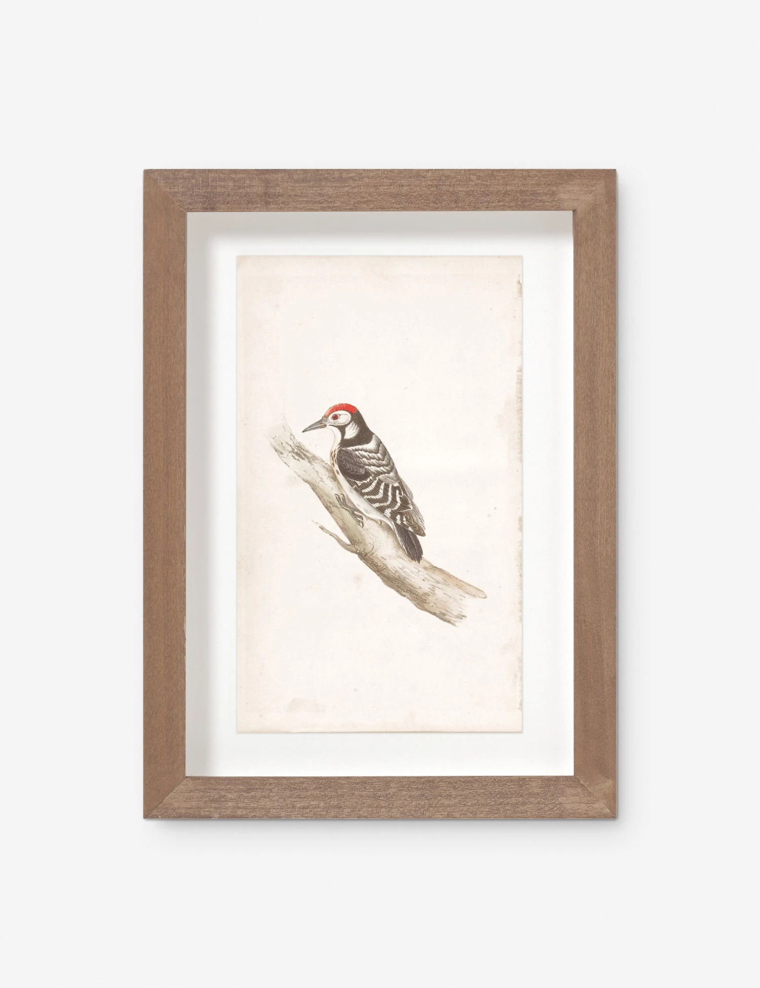 Vintage Bird Watercolor No. 00 Wall Art By Visual Contrast 3 Vintage Bird Watercolor No. 00 Wall Art By Visual Contrast