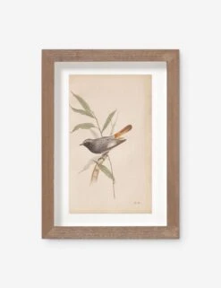 Vintage Bird Watercolor No. 60 Wall Art By Visual Contrast