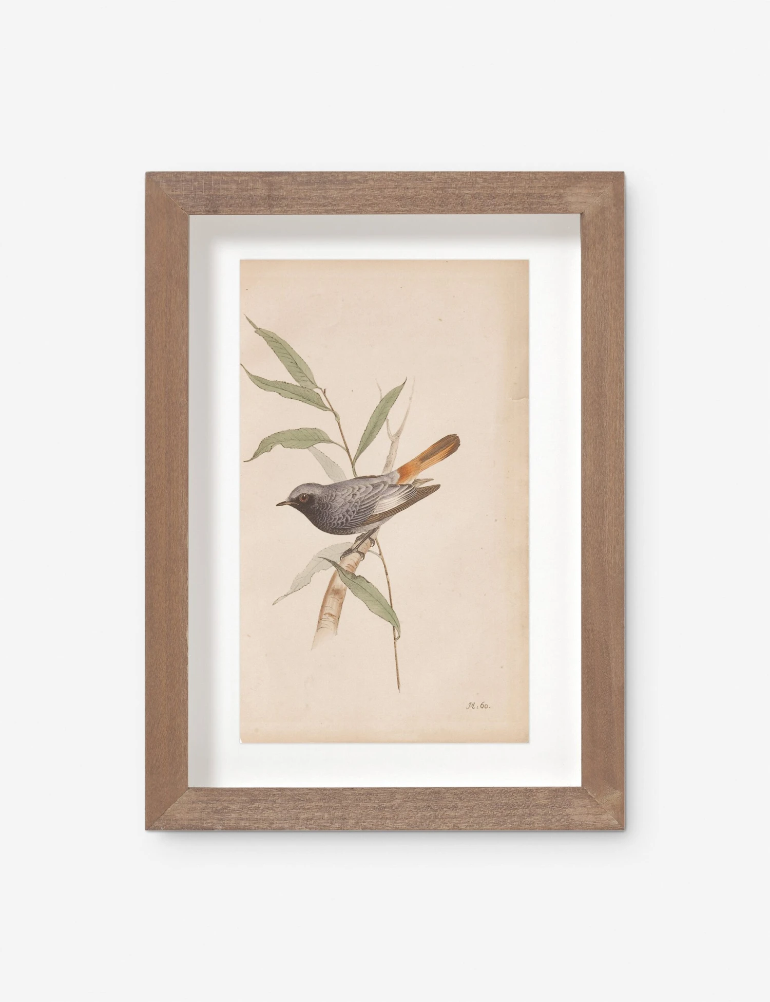 Vintage Bird Watercolor No. 60 Wall Art By Visual Contrast 3 Vintage Bird Watercolor No. 60 Wall Art By Visual Contrast