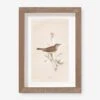 Vintage Bird Watercolor No. 66 Wall Art By Visual Contrast -Home Decor Sale BIRDWC 66 5x8 23ccac4c 0568 4ab7 97db 17b1ceded26c