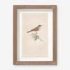 Vintage Bird Watercolor No. 68 Wall Art By Visual Contrast -Home Decor Sale BIRDWC 68 5x8 72e75c28 e76b 4fae a9ca 054ab29e0732