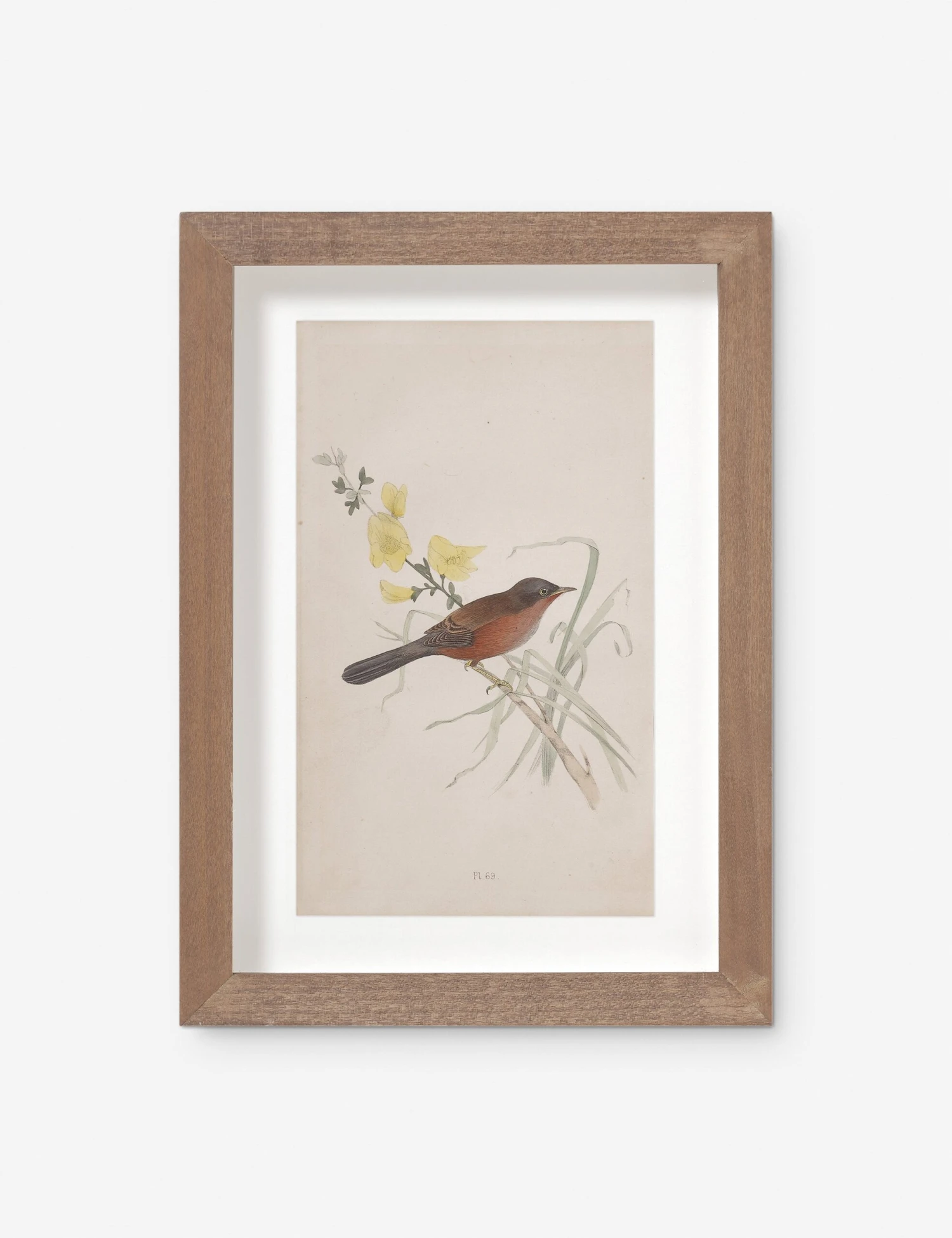 Vintage Bird Watercolor No. 69 Wall Art By Visual Contrast 3 Vintage Bird Watercolor No. 69 Wall Art By Visual Contrast