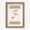 Vintage Bird Watercolor No. 70 Wall Art By Visual Contrast -Home Decor Sale BIRDWC 70 5x8 0457a47f 0c1f 4c95 880d 3e9b50a2063c