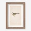 Vintage Bird Watercolor No. 76 Wall Art By Visual Contrast 2 Vintage Bird Watercolor No. 76 Wall Art By Visual Contrast -Home Decor Sale BIRDWC 76 5x8 107911ce 6130 42df b09a a159c981cbe2