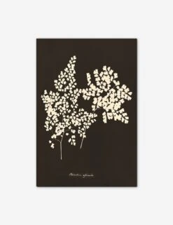 Adiantum Cuneatum Print By Anna Atkins -Home Decor Sale BOTADI9514
