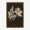 Adiantum Cuneatum Print By Anna Atkins -Home Decor Sale BOTADI9514BGO