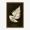 Lastrea Spinulosa Print By Anna Atkins -Home Decor Sale BOTLAS9514BGO