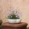 Dempsy Low Planter By Sarah Sherman Samuel 2 Dempsy Low Planter By Sarah Sherman Samuel -Home Decor Sale DempsyLowPlanter Eggshell Small 12 x12 A0657321 2