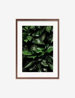 Still Life 7 Photography Print By Ashley Johnson -Home Decor Sale JohnsonStillLifePack7 7walnutframe