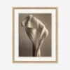 Sepia Flowers Wall Art -Home Decor Sale LULU 21 0049 1