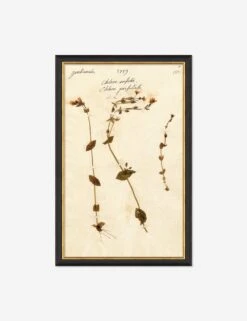 Herbarium A Wall Art