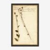 Herbarium C Wall Art -Home Decor Sale LULU 23 0066C