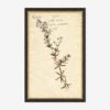 Herbarium F Wall Art -Home Decor Sale LULU 23 0066F