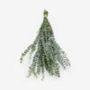 Live Baby Blue Eucalyptus Bunch -Home Decor Sale LiveBabyBlueEucalyptusBunch 14642