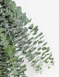 Live Baby Blue Eucalyptus Bunch -Home Decor Sale LiveBabyBlueEucalyptusBunch 14643