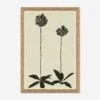 Allium Wall Art By Susan Hable -Home Decor Sale Lulu and Georgia HC LULU 24 0109B product