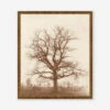 Oak Tree Print By William Henry Fox Talbot -Home Decor Sale OakTreeBronzeGoldFrame