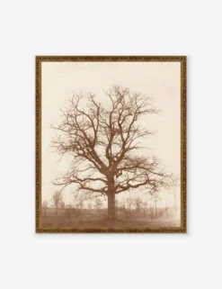 Oak Tree Print By William Henry Fox Talbot