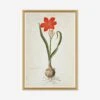 The Gordon African Collection: Plants Wall Art By Robert Jacob Gordon -Home Decor Sale P 7126D