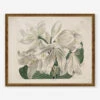 White Cape - Coast Lily Print By Sydenham Edwards -Home Decor Sale WhiteCapeCoastLilyBronzeGoldFrame