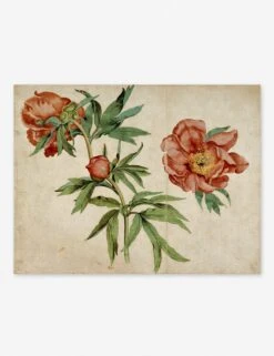 Studies Of Peonies Wall Art By Martin Schongauer -Home Decor Sale studies of peonies